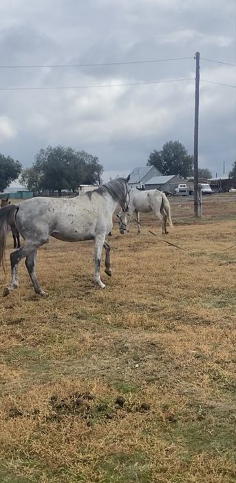 Жеребец  убучен ему будет семь лет