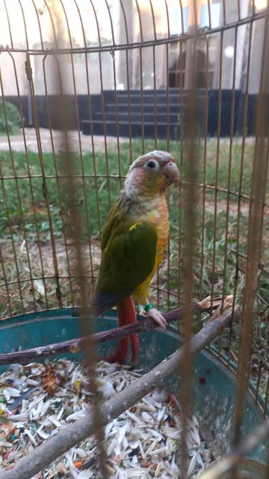 Ананасовый  Пиррура папугае прадаётся
