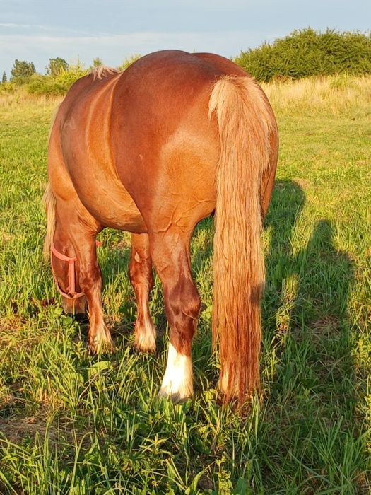 Iapa de 4 ani gestanta