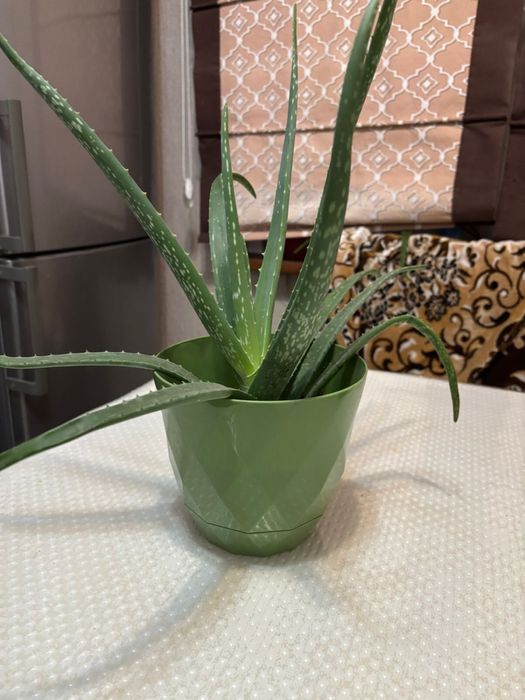 Продам алоэ 5700тг