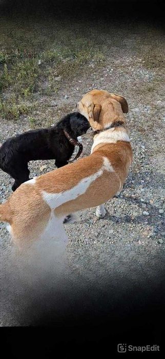 Пропал пес! Помогите найти!