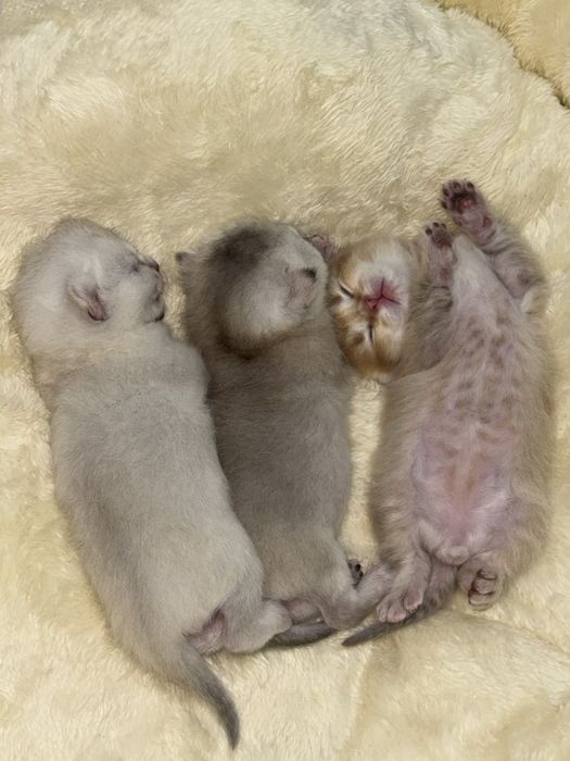 Продаются котята