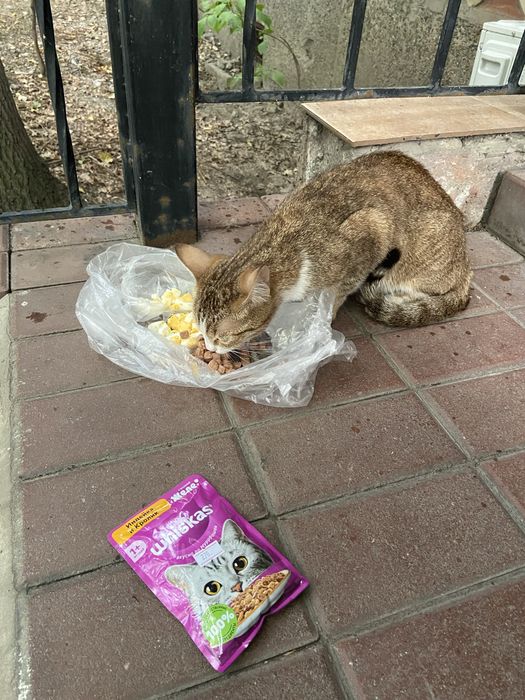 Найдена кошка домашняя