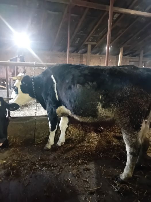 Juninca 2 ani nefatata