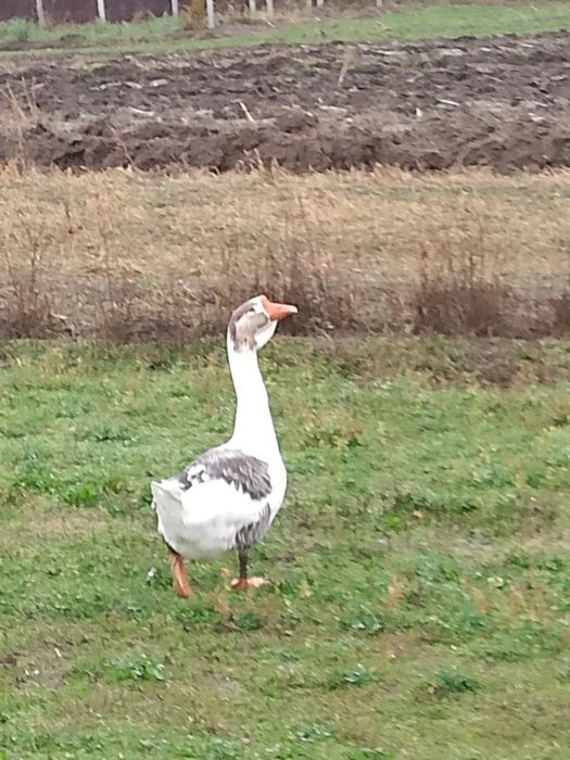 Gâște metis holmogor