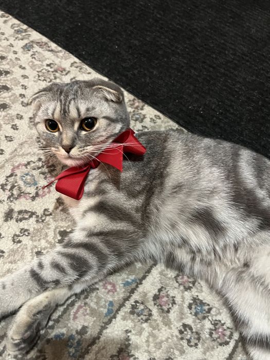 продается кошка вислоухая