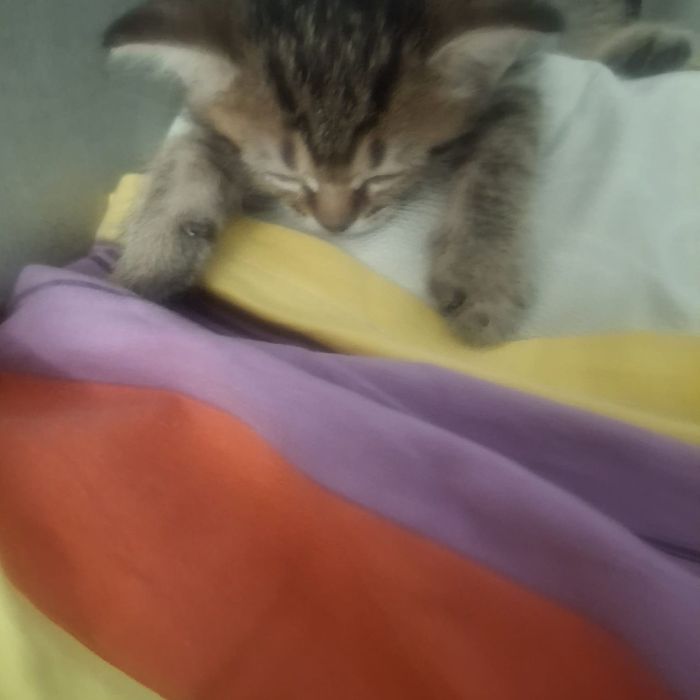 Котёнок в добрые руки