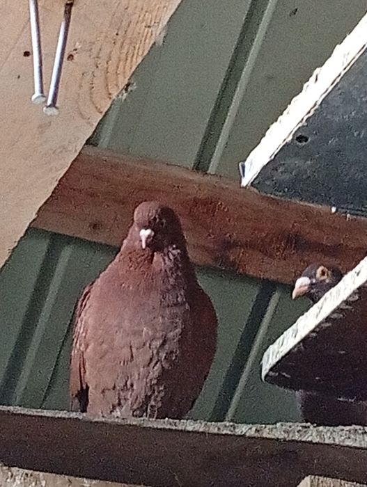 Porumbei voiajori de vânzare sau schimb pe fazani