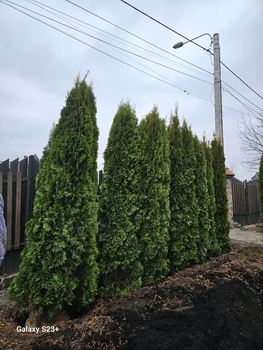Vindem tuia smaragd 3m/3.3m