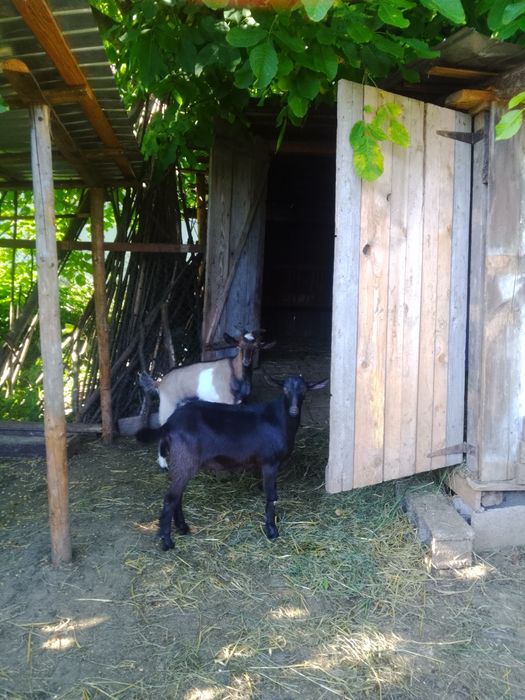 Vând 3 țapi din primăvară buni de montă