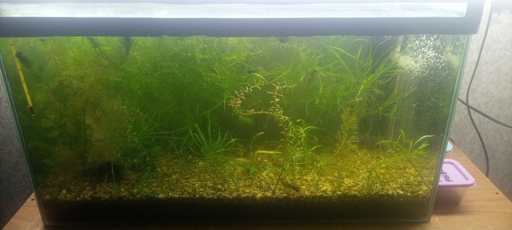 Продам аквариум вместе с рыбками