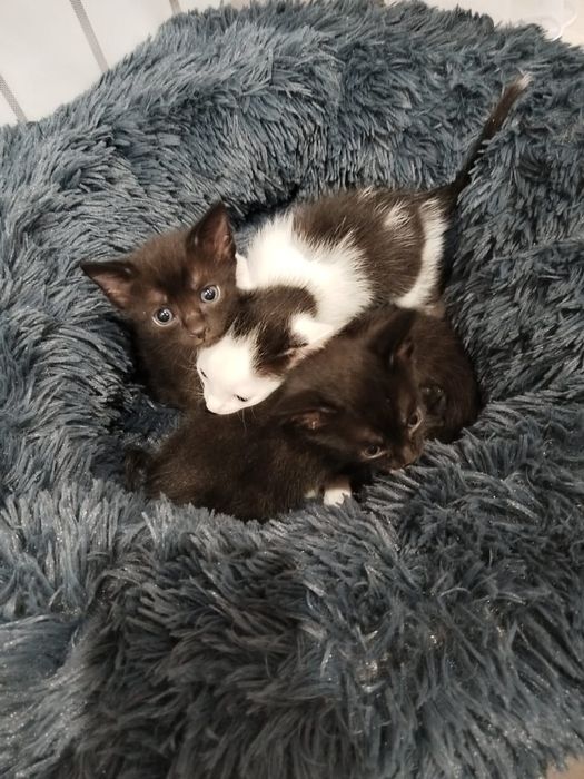 Отдам котят, лоток знают