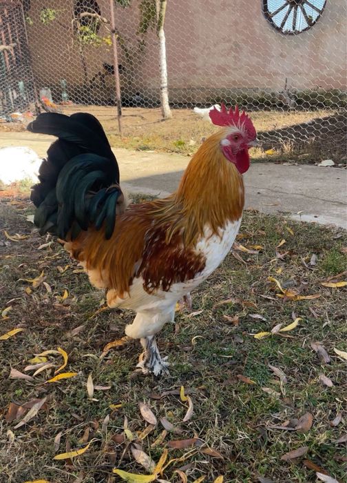 Петлета красиви и пеещи за вашия двор