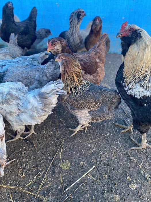 Oua araucana și ameraucana pt incubat