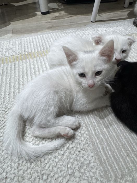 кошка девочка чистая