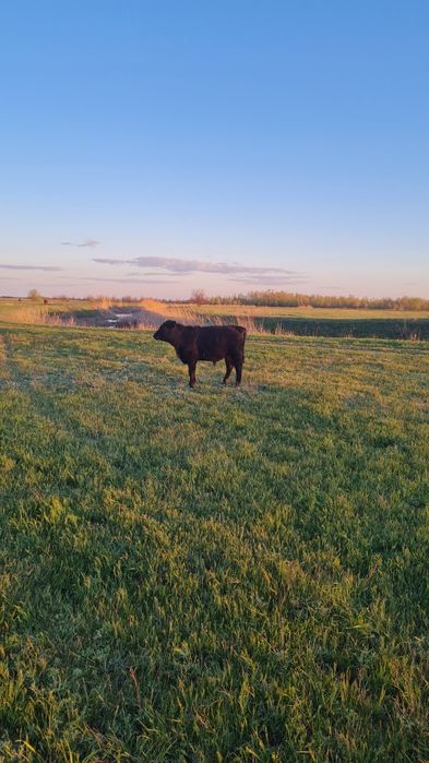 Бұқа баспақтар (бычки) сатамын