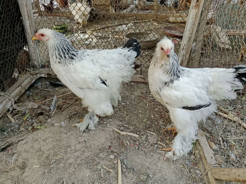 Brama tovuqlar sotiladi