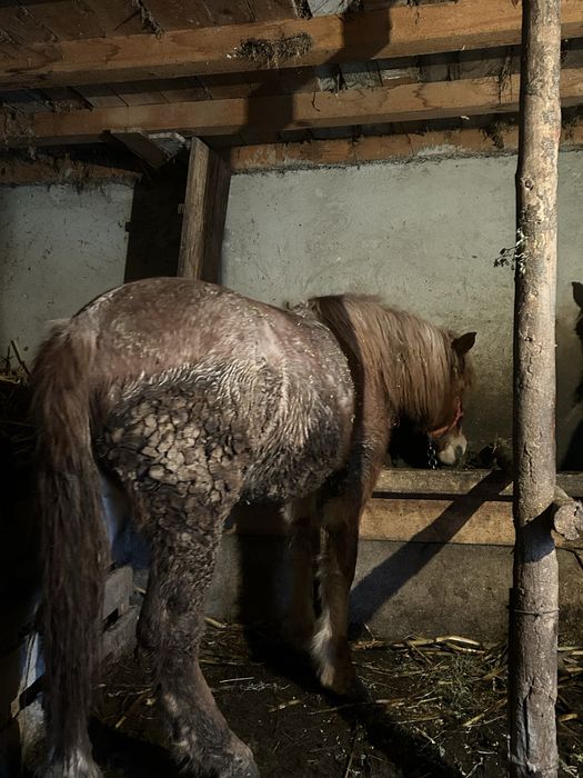 Manza rasa semi grea