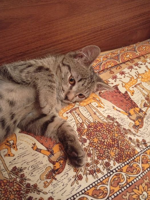 БЕСПЛАТНО! Ищем дом котику.