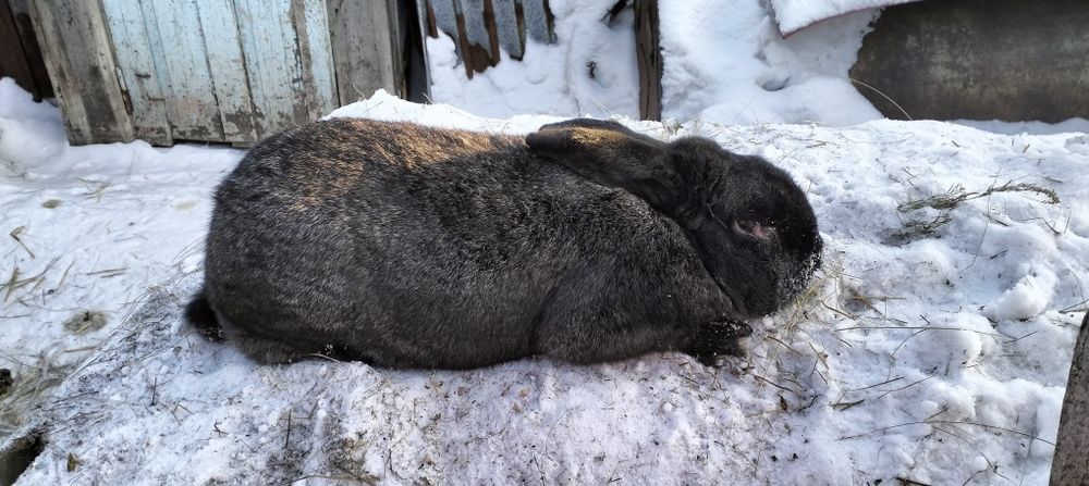 Продам девочку помесь фландер с великаном