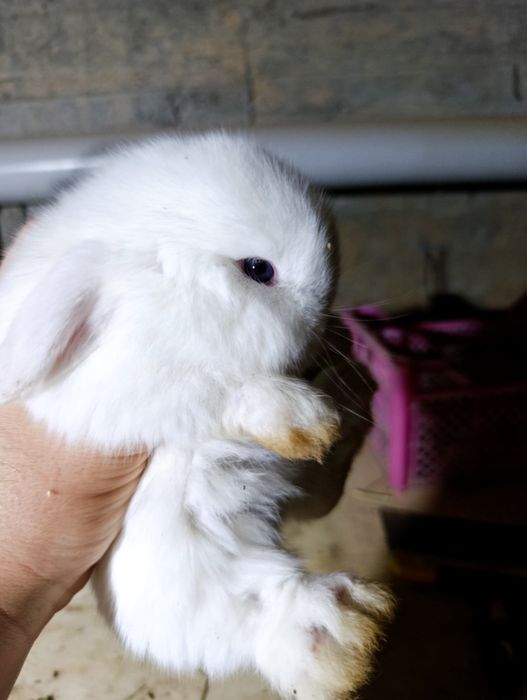 Karlik baran bolalari va ota onasi sotladi