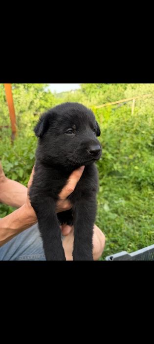 Продам щенков восточно-европейской овчарки