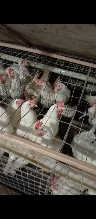 9-10 ойлик 90 фоиз тугаятган Ломан Сенди товуклар сотилади нархи 40000