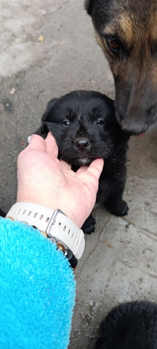 Щенки звонки в добрые руки