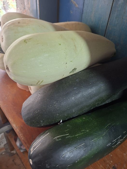 Продам дачные баклажаны и кабачки.