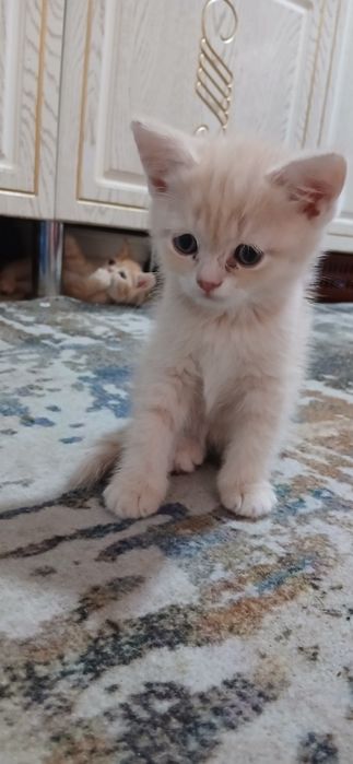 Продаются Котята