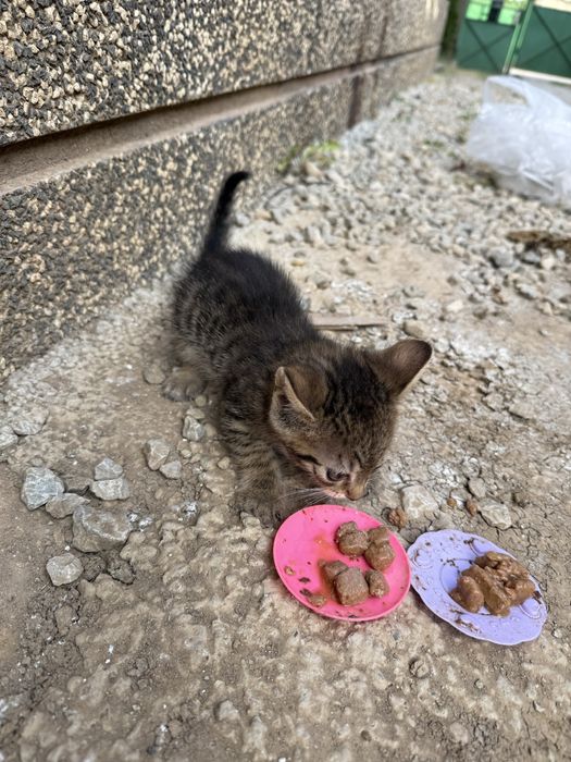 Подаряват се котета