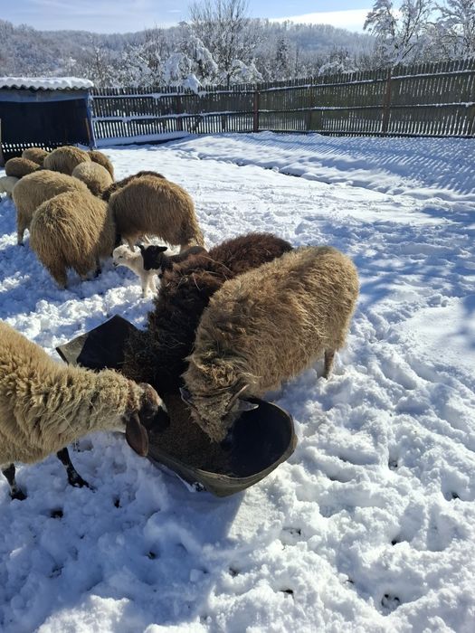 Vând oi cu miei după ele