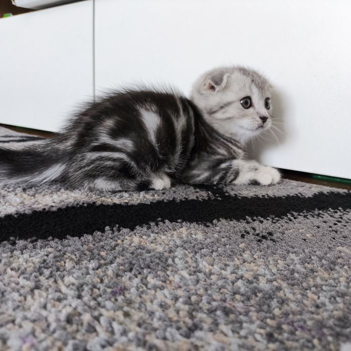 Продам котят. Вислоухие