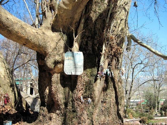 Транспортные услуги. Туры в горы Тянь-Шаня. Микроавтобус, кроссовер