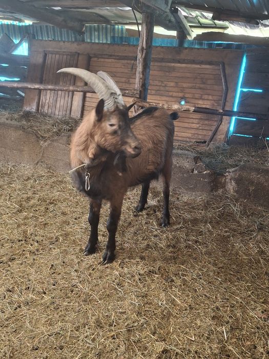 Vând țap francez alpin