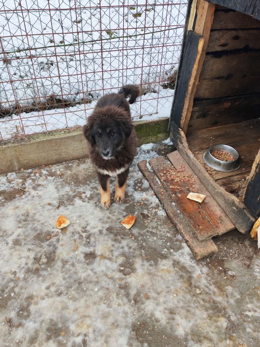 Cioban ceva frumos Tibetan