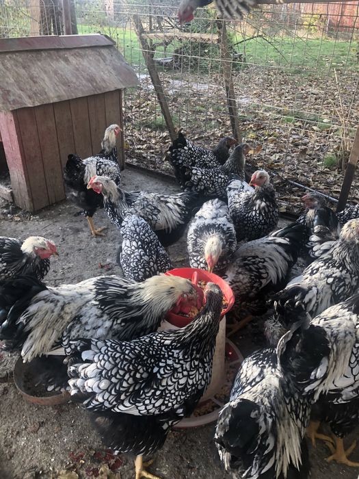 Vand cocosi din rasele: brakel,wiandotte, la bresse