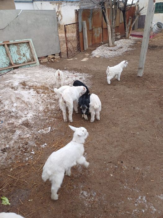 Айлық лақтар сатылады