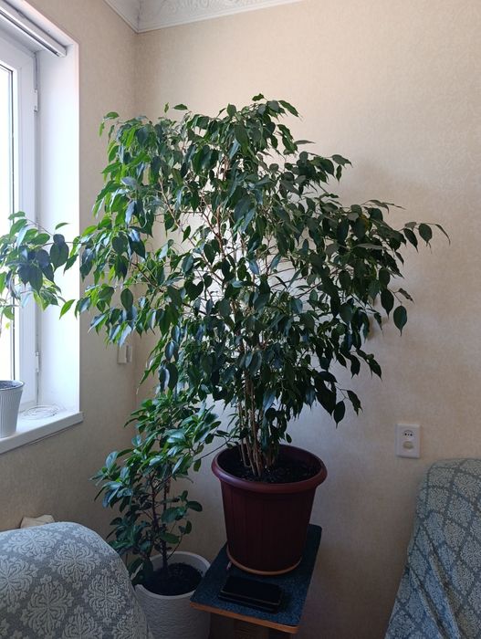 Комнатное растение