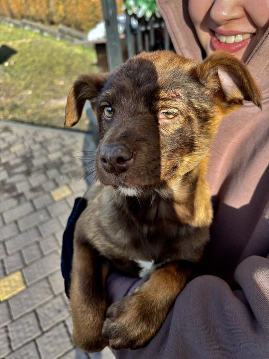 Отдаем щенков в хорошие руки