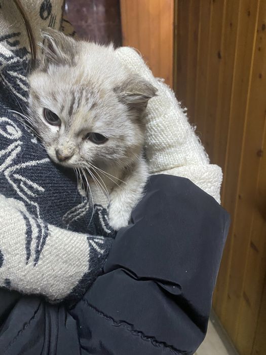 Котик девочка отдам в хорошие руки