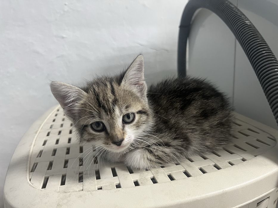 Отдаю котят даром,2 месяца