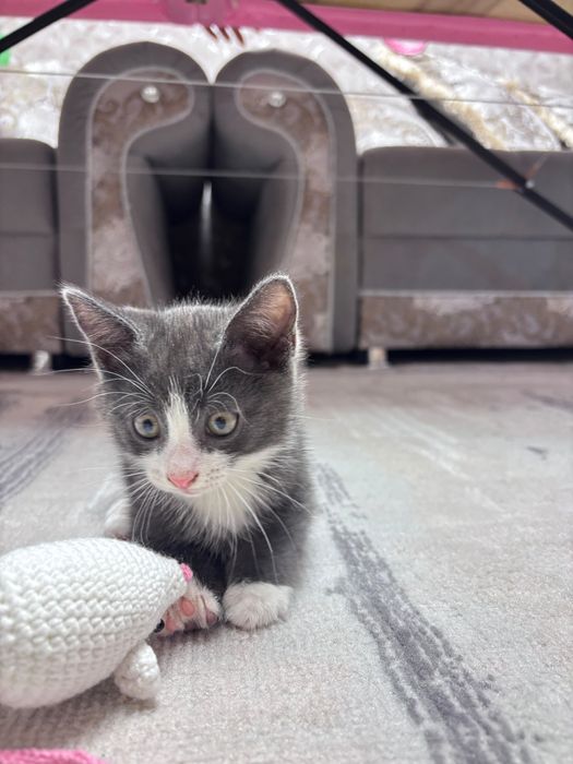 Отдам даром котенка