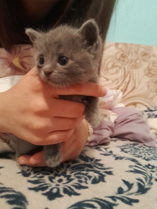 Отдам котят в добрые руки