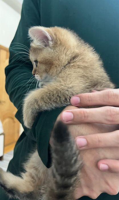 Шотландские котята