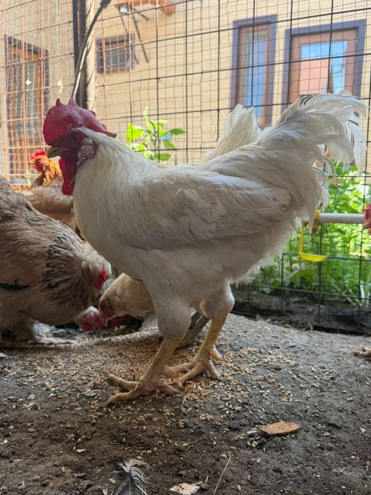 Продам 2х петухов