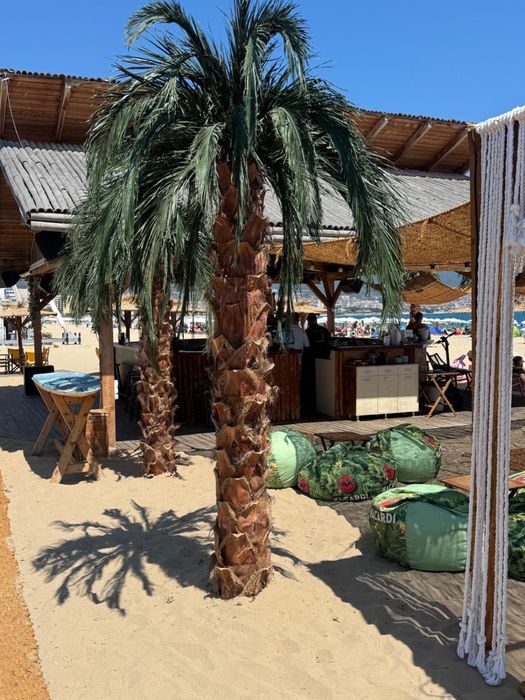 Декоративни палми