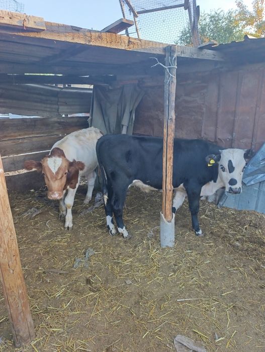 Продам бычки 5голов