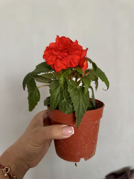 Цветы Комнатные и для сада