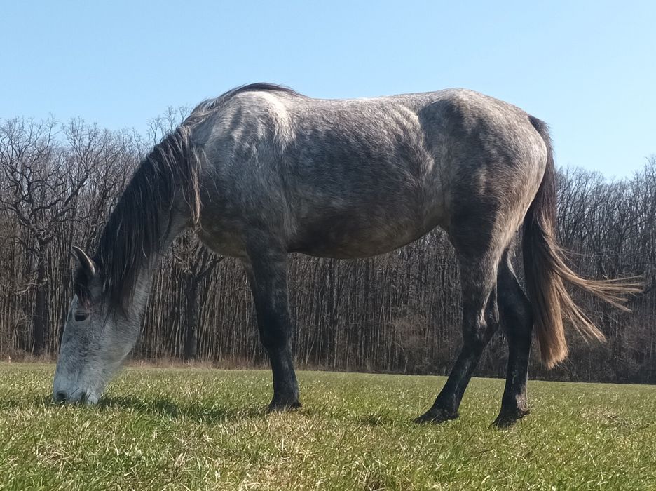 Iapa 5 ani pentru calarie echitatie